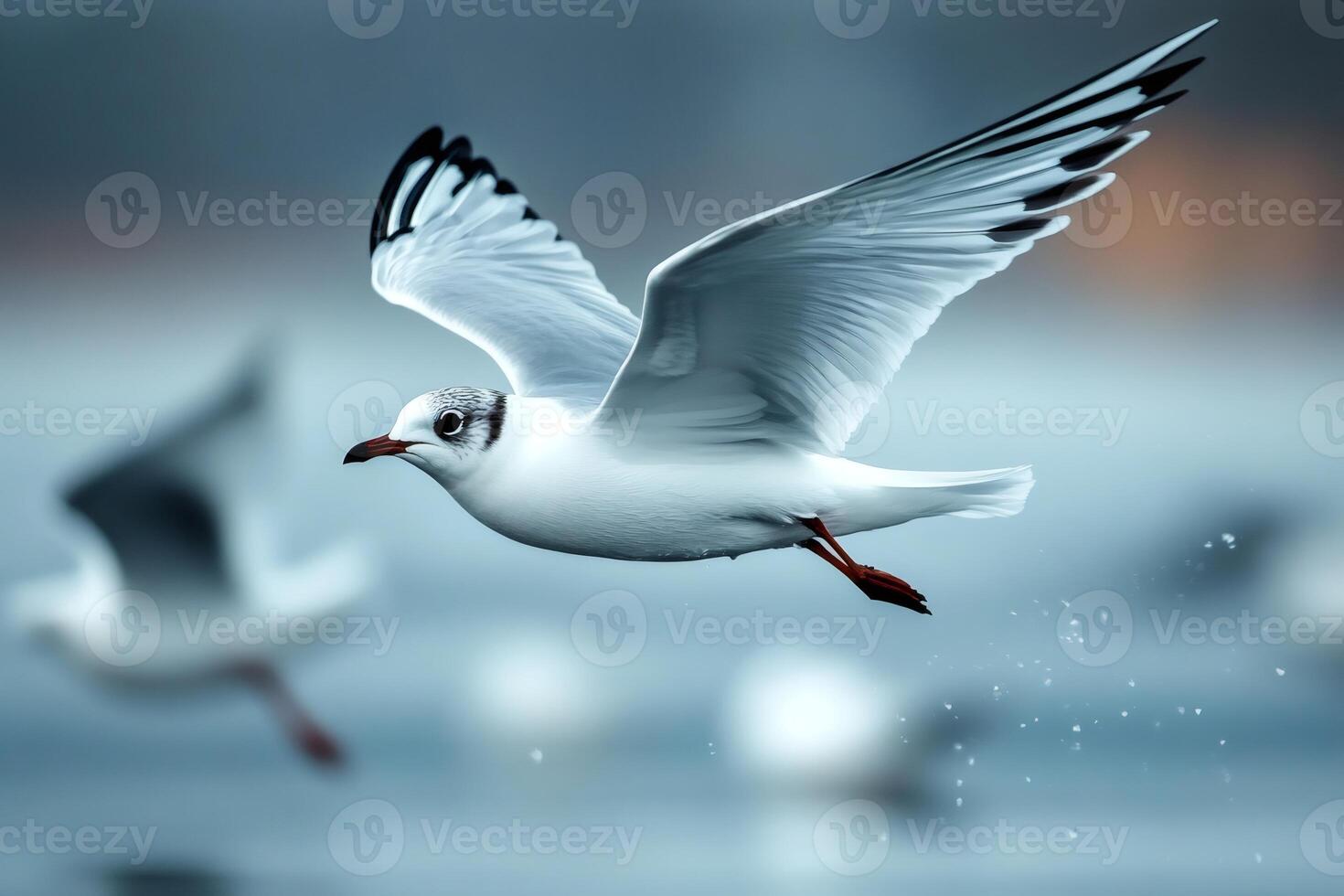 Seagull flying over water with spread wings and another seagull in background photo