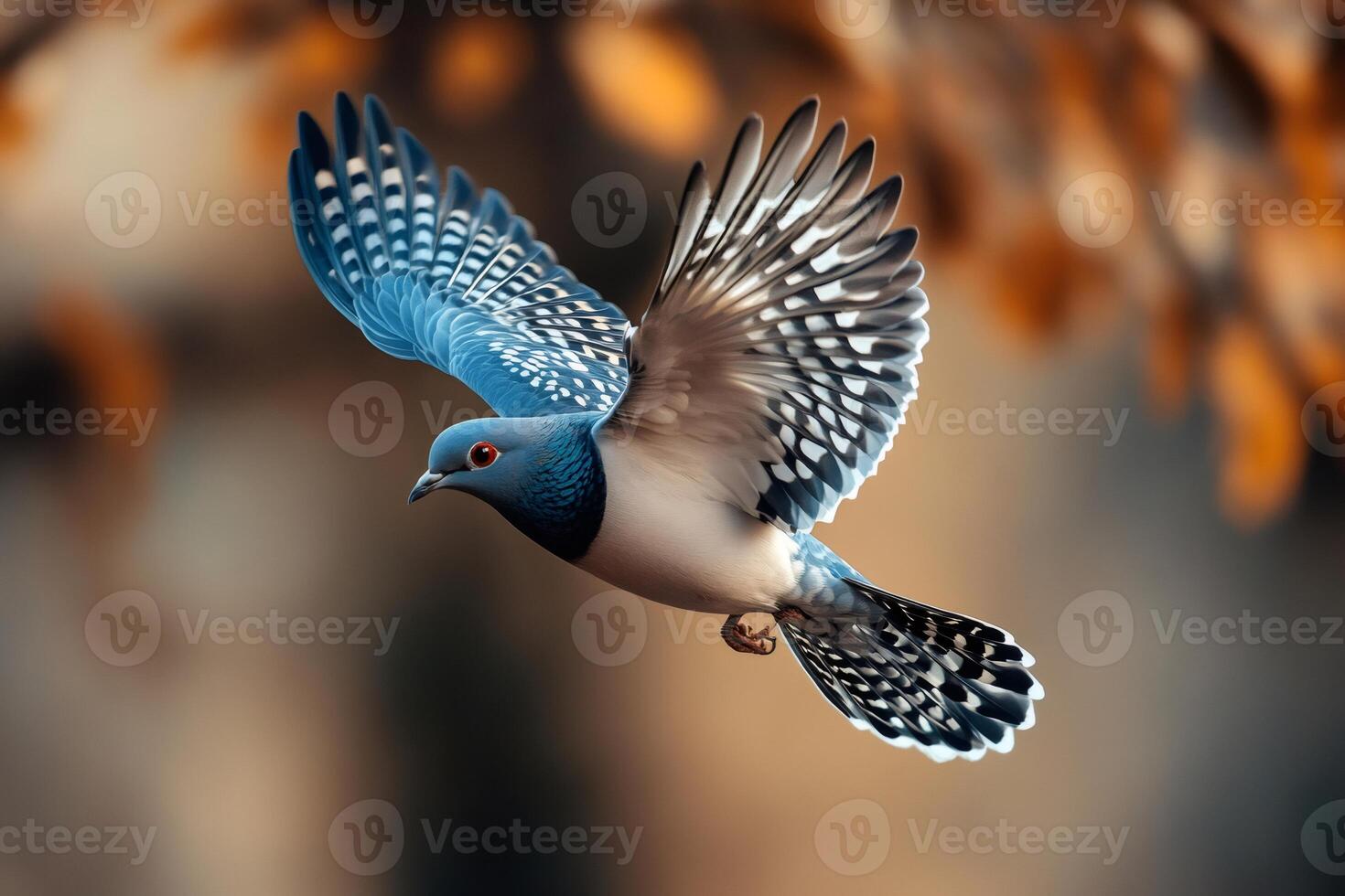 Scaly naped pigeon showing its wonderful plumage while flying photo