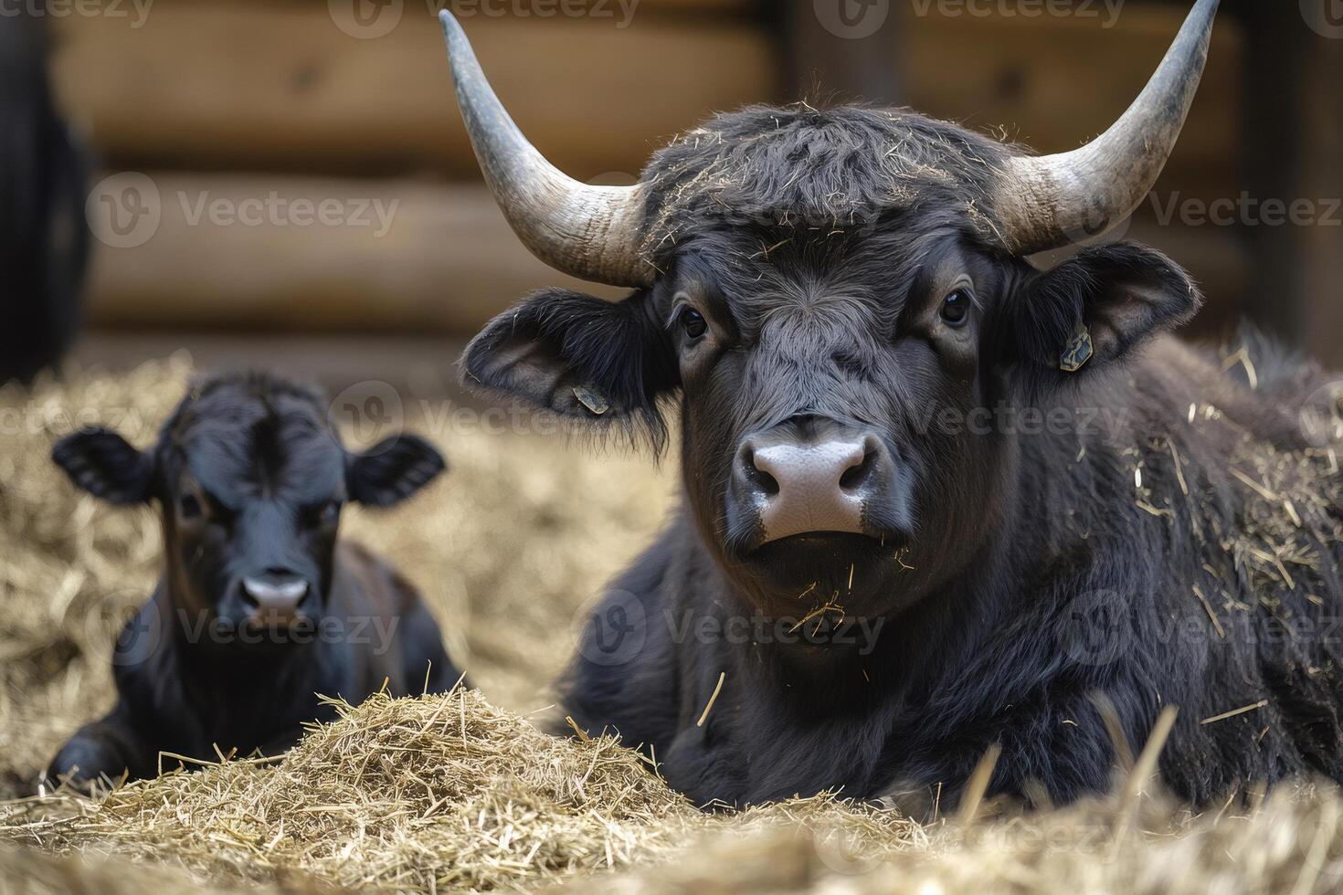 Heck cattle resting on straw in barn with calf photo