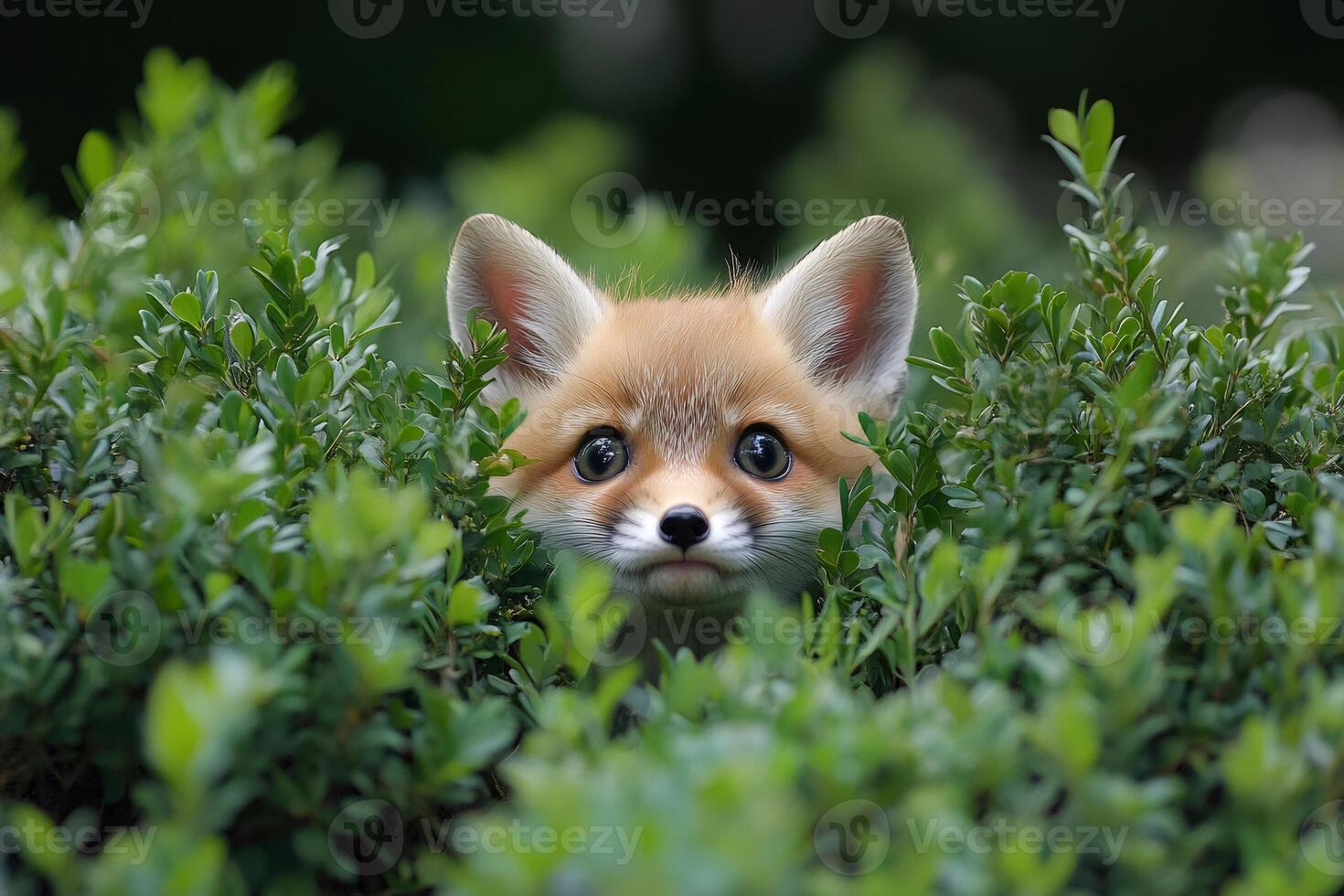 Curious red fox cub hiding in green bush photo
