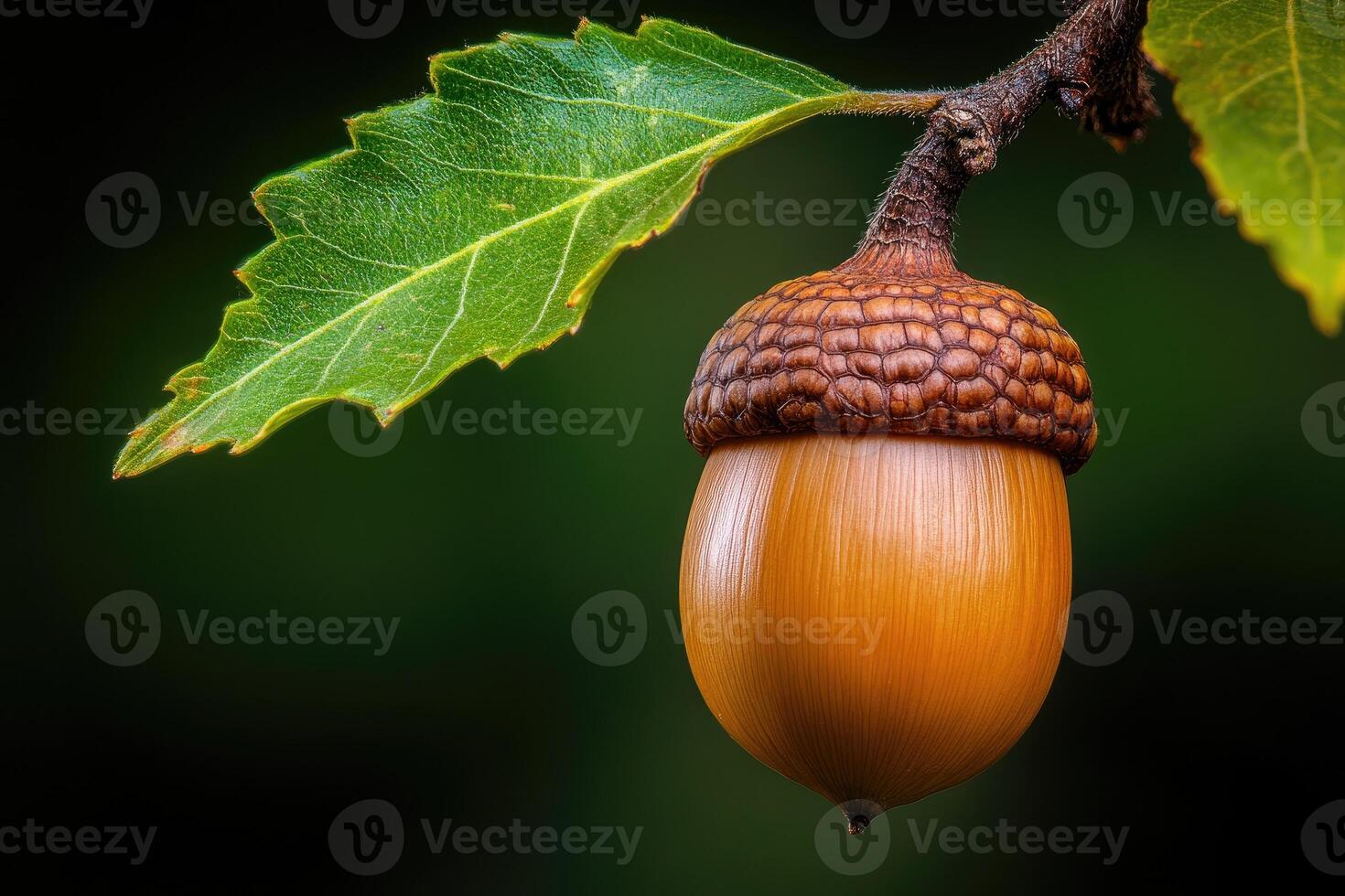 Ripe acorn hanging from oak branch with green leaf in autumn photo