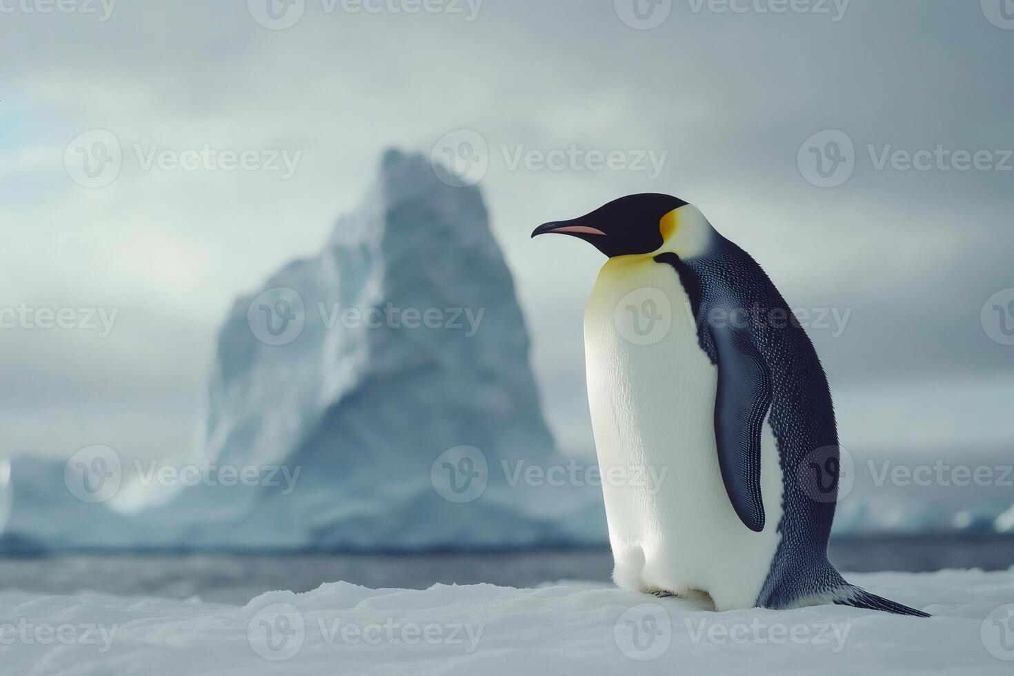 Emperor penguin standing on ice floe with iceberg in background photo