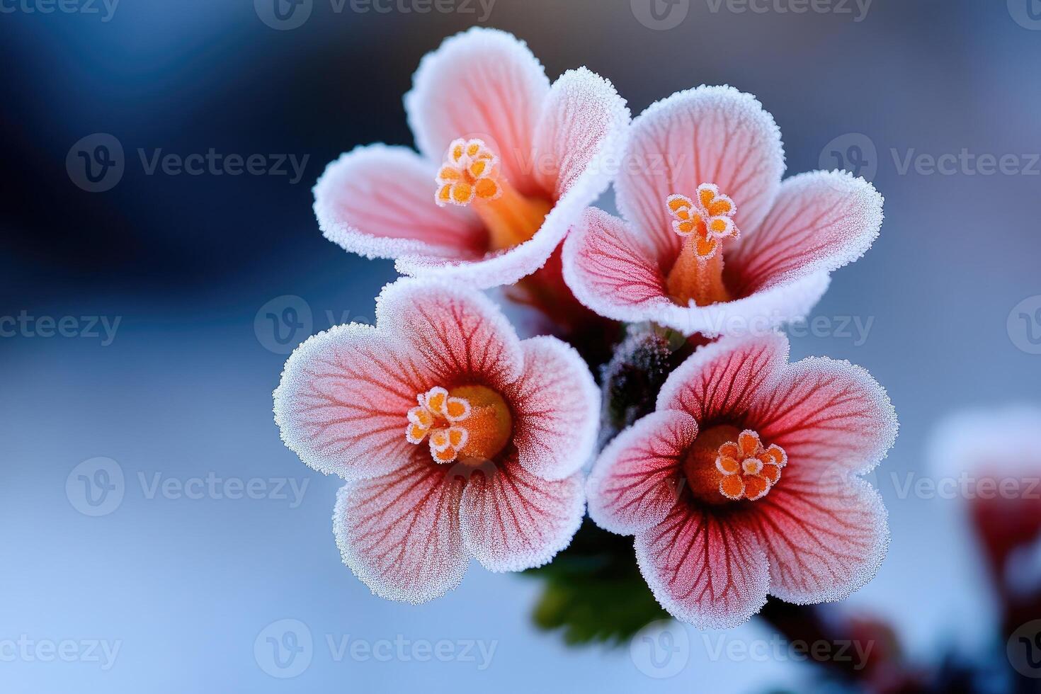 Delicate pink flowers covered in frost on a cold winter day photo