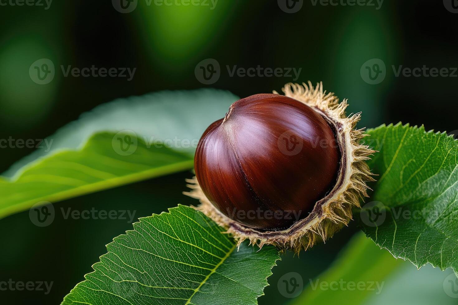 Ripe chestnut emerging from its spiky shell on a chestnut tree photo