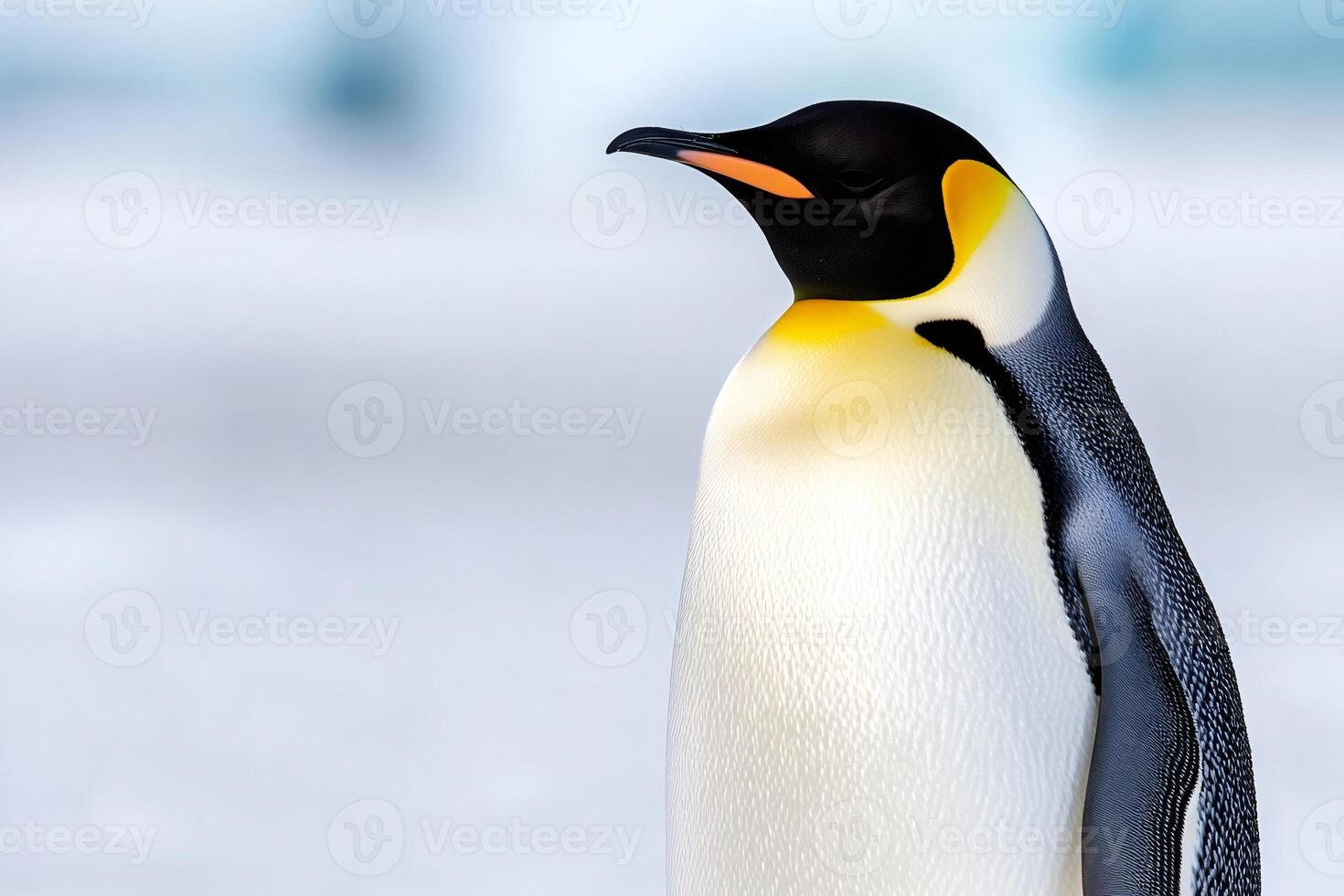 Emperor penguin standing on ice in antarctica, showing its beautiful plumage photo