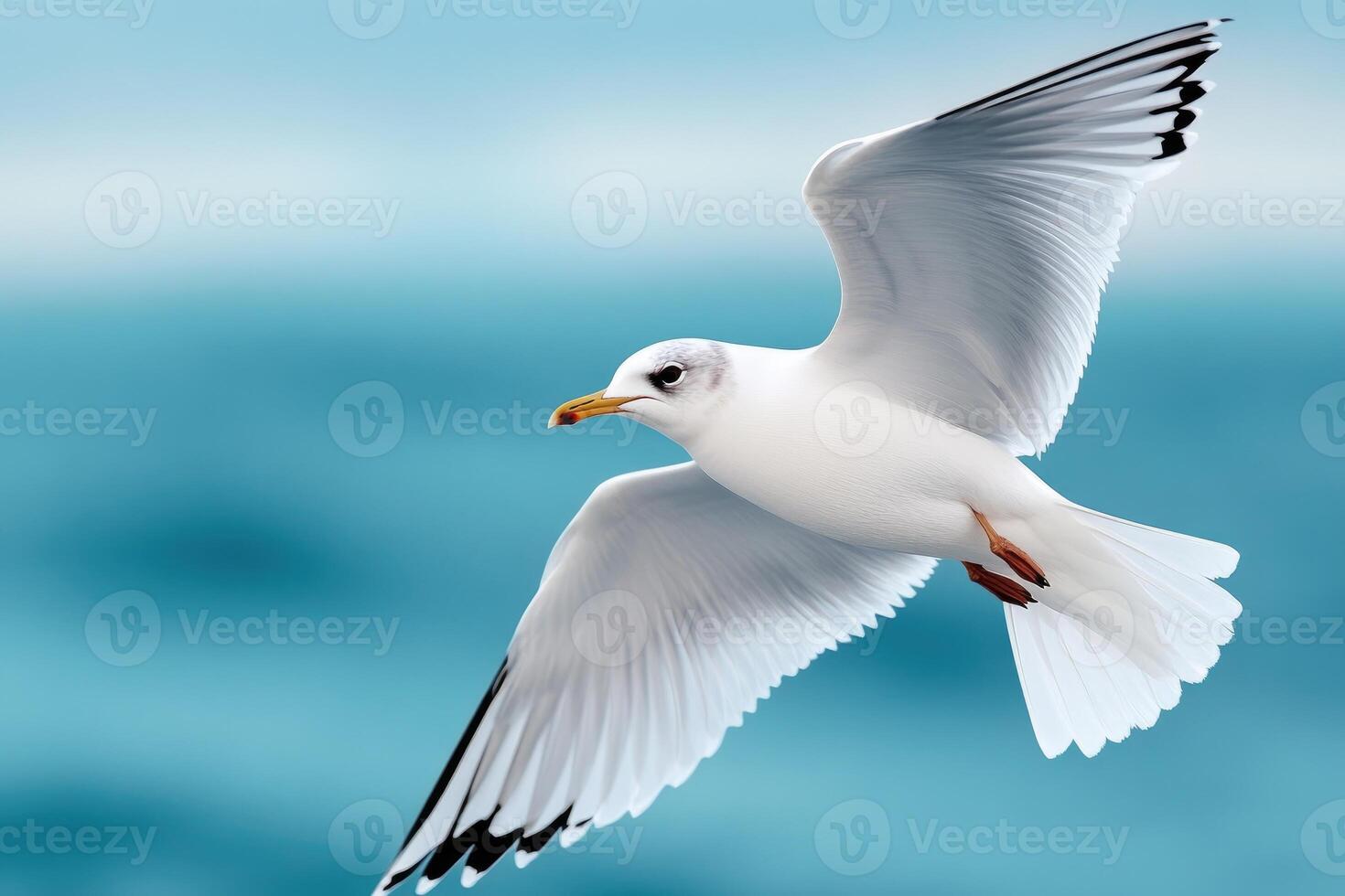 Seagull flying over the turquoise sea with wide open wings photo