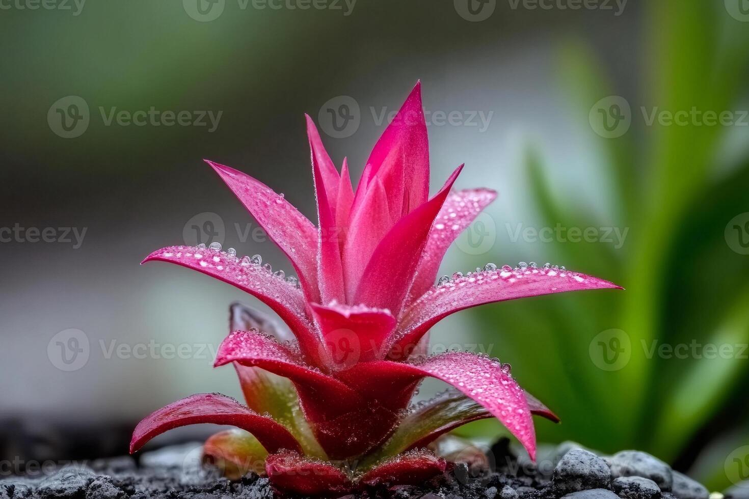 Vibrant pink bromeliad glistening with dewdrops in lush garden photo
