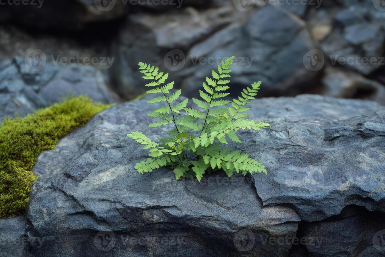 Small fern growing on a rock symbolizing resilience and adaptation photo
