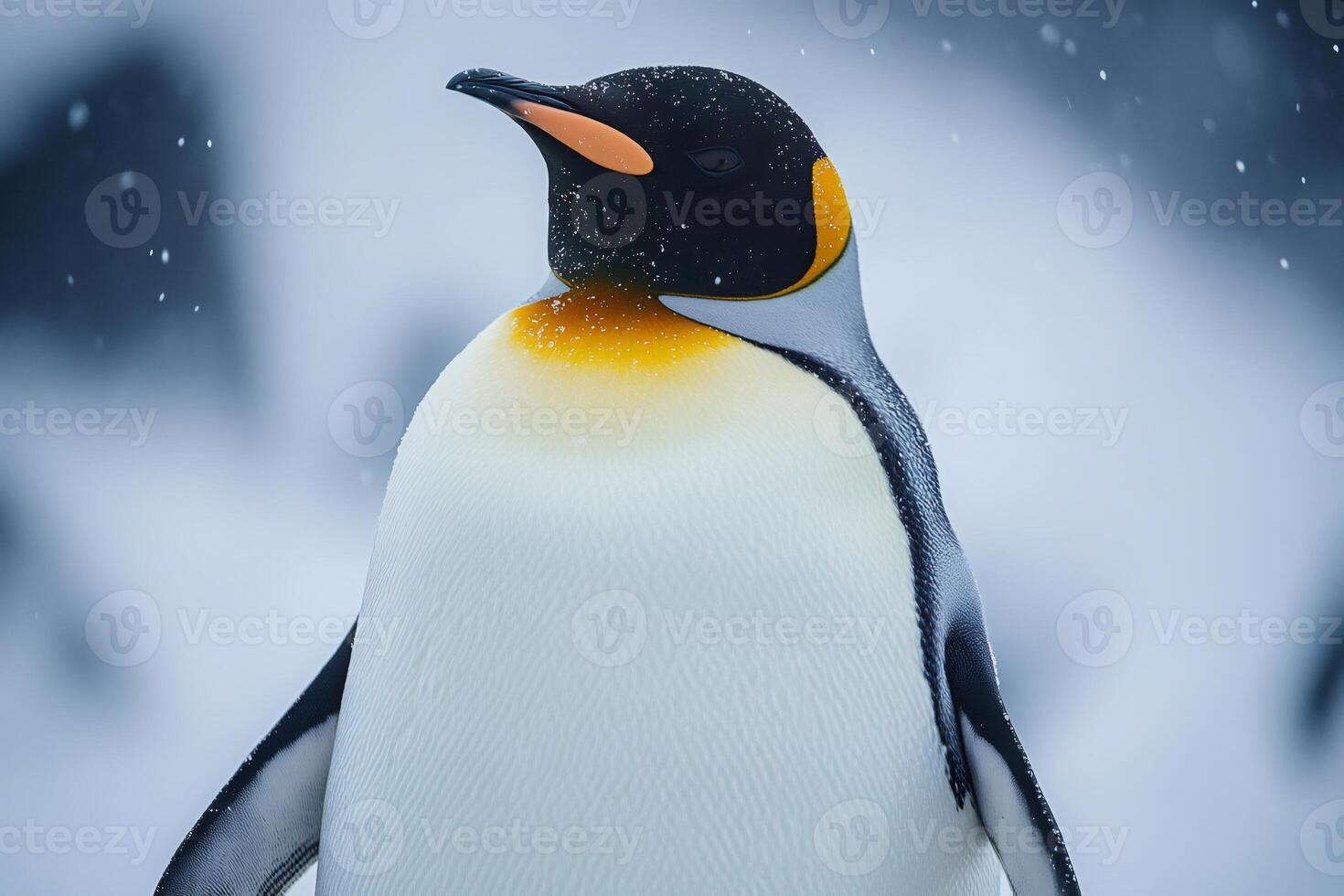 King penguin enjoying falling snow in antarctica photo