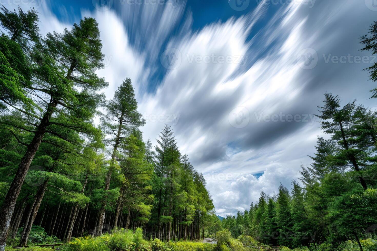 Evergreen forest growing under moving white clouds and blue sky photo