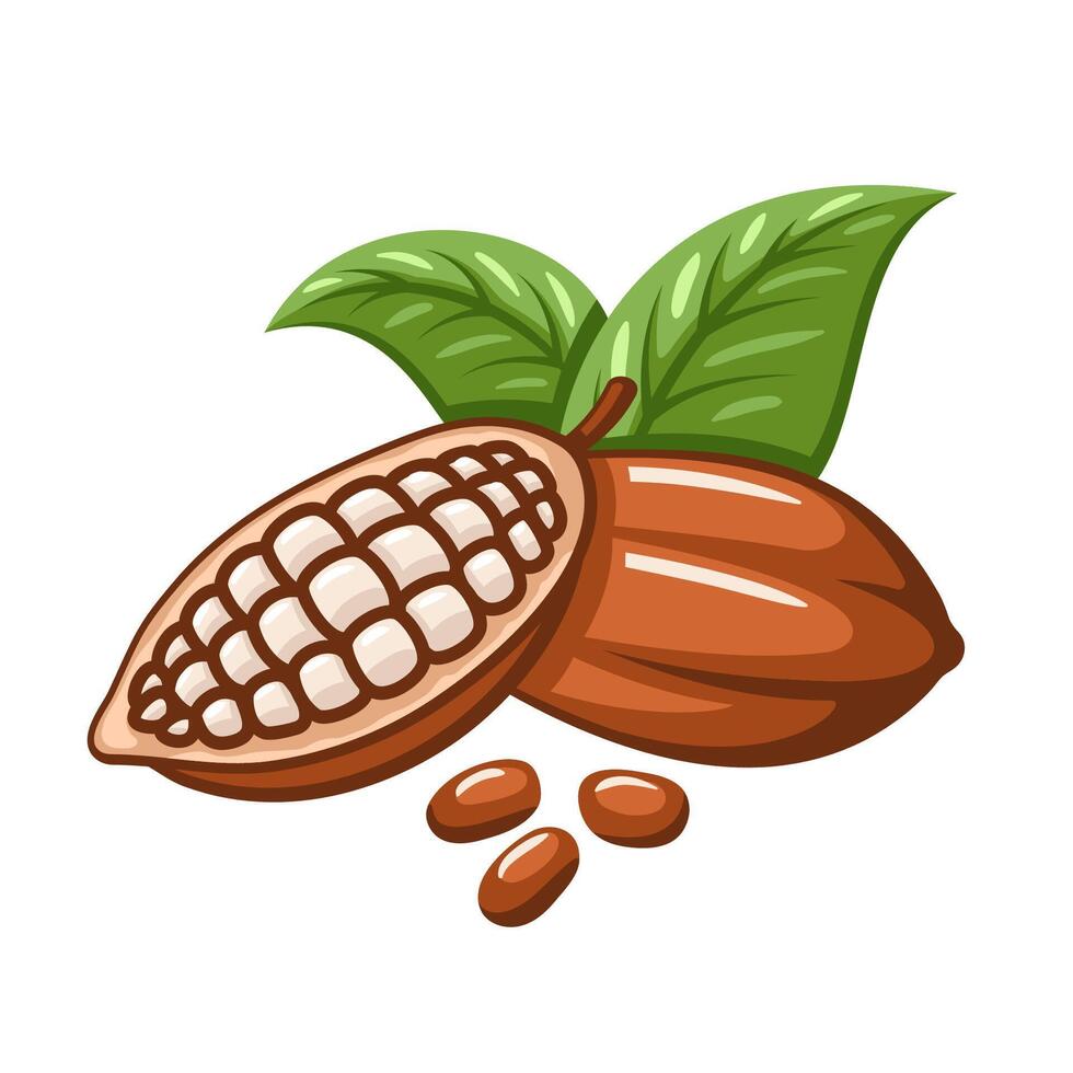 Cacao beans isolated on white background vector