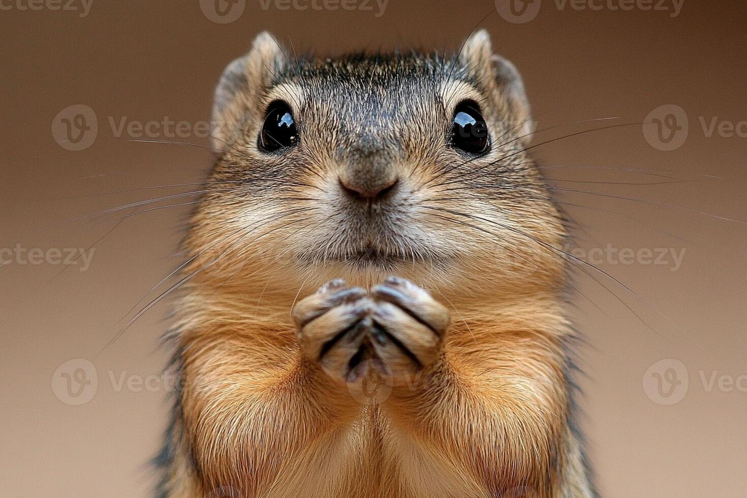 Chipmunk praying, praying chipmunk, praying chipmunk, praying chipmunk photo