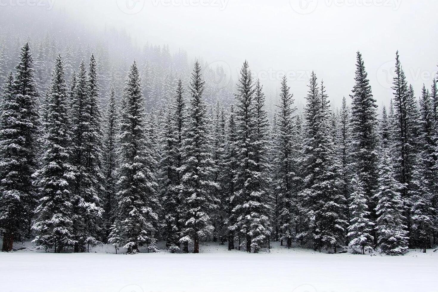 A snow covered forest with tall trees photo