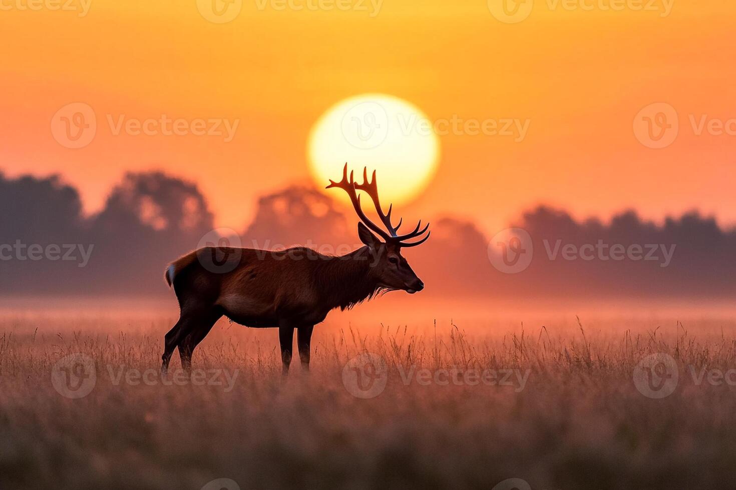 A deer stands in a field at sunset photo