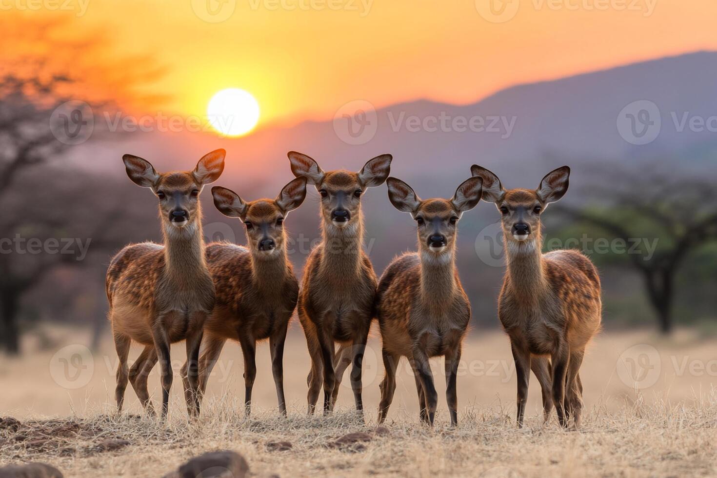 A group of deer standing in front of the sun photo