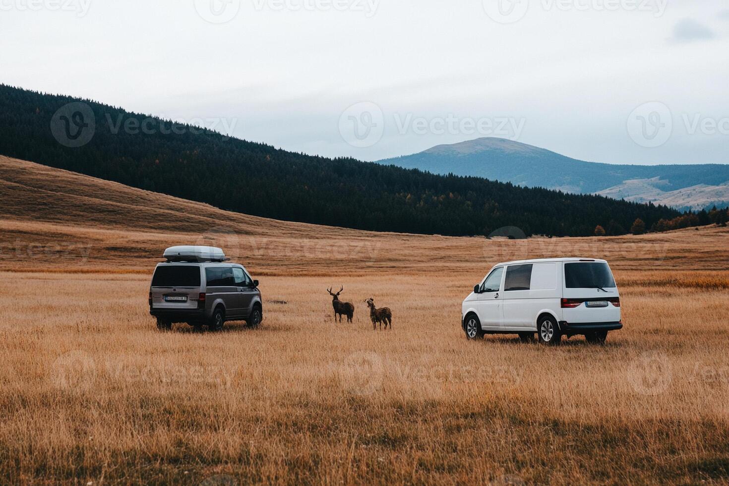 Two vans parked in a field with deer photo