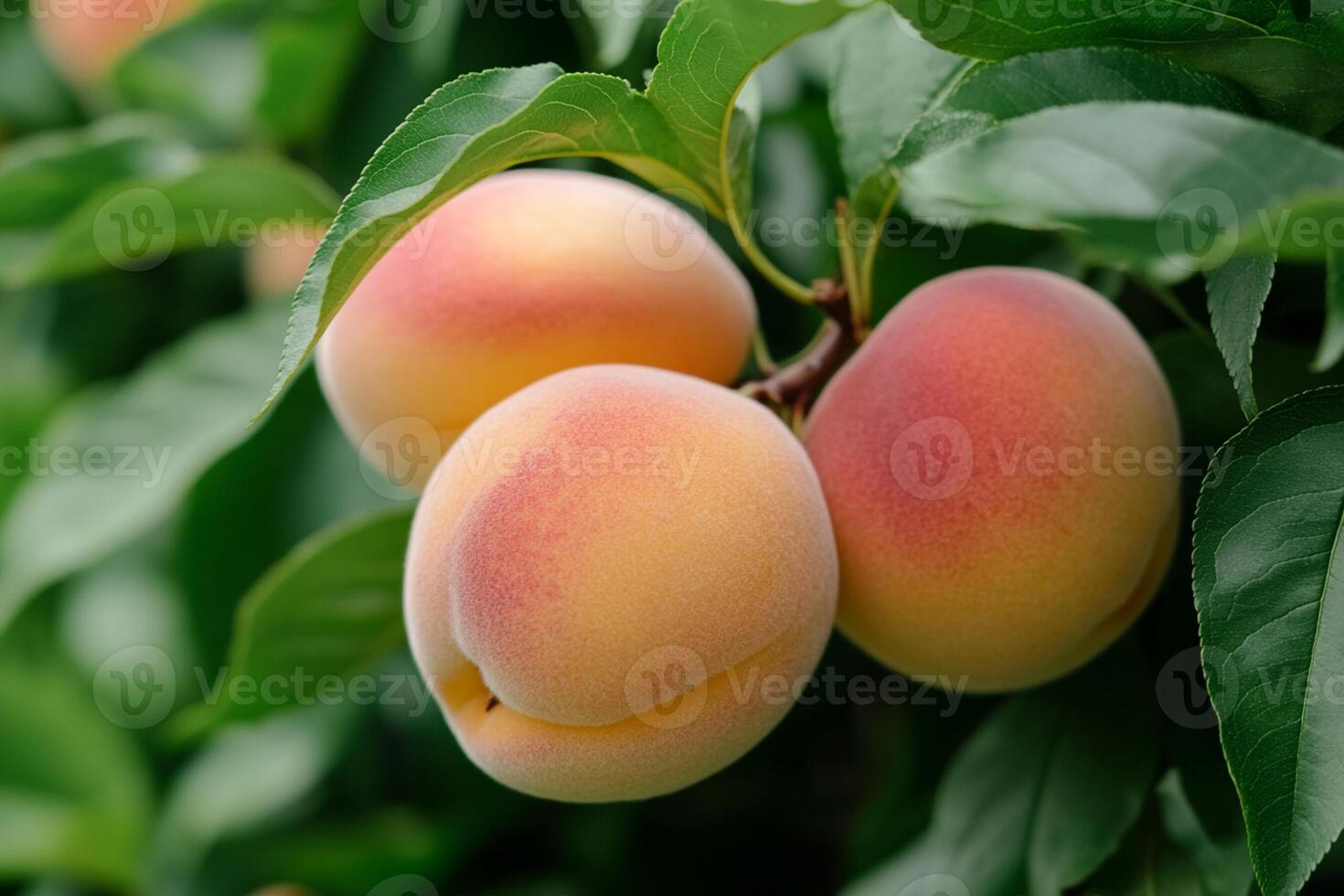 Peaches on a tree photo