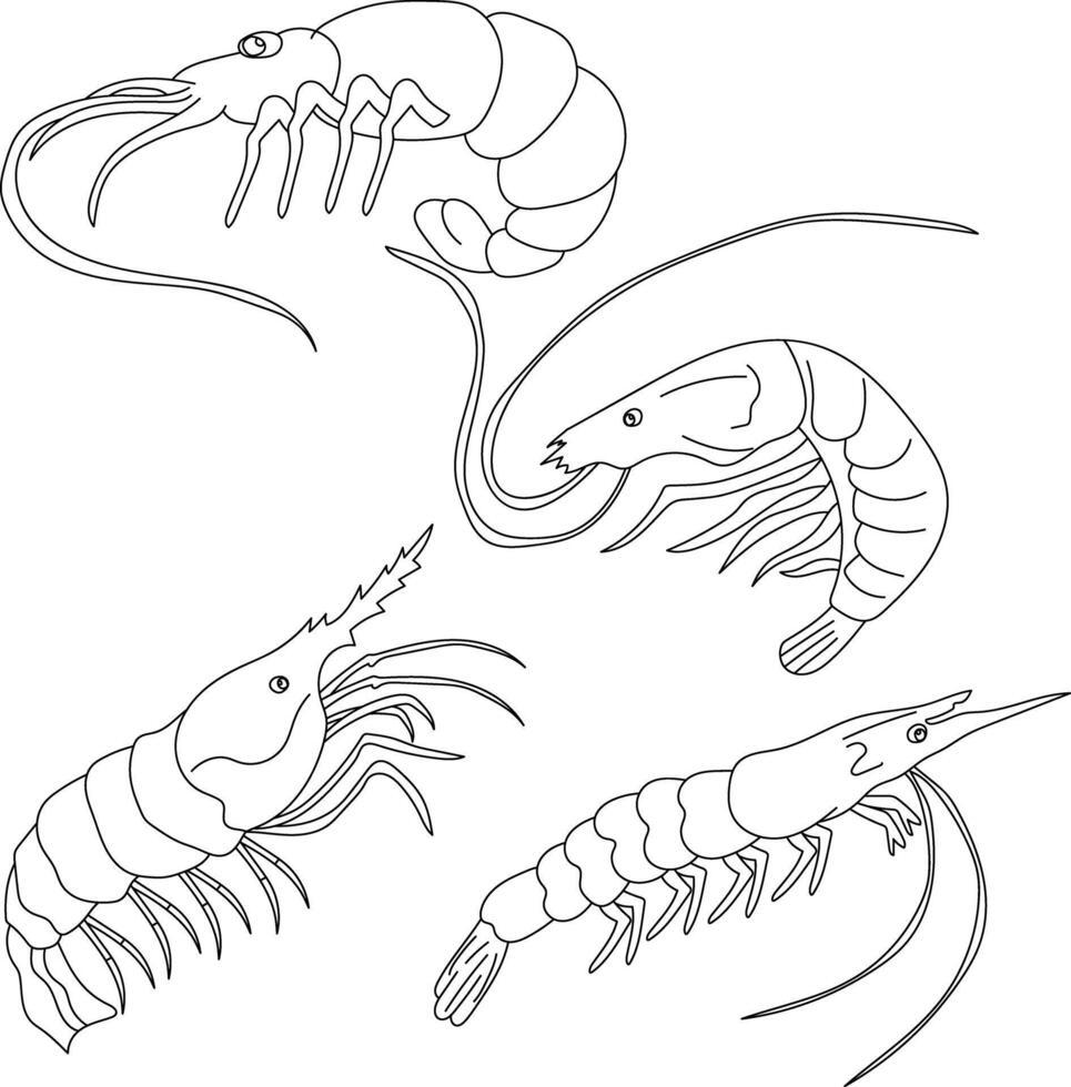 Hand-drawn Shrimp Clipart Illustrations vector