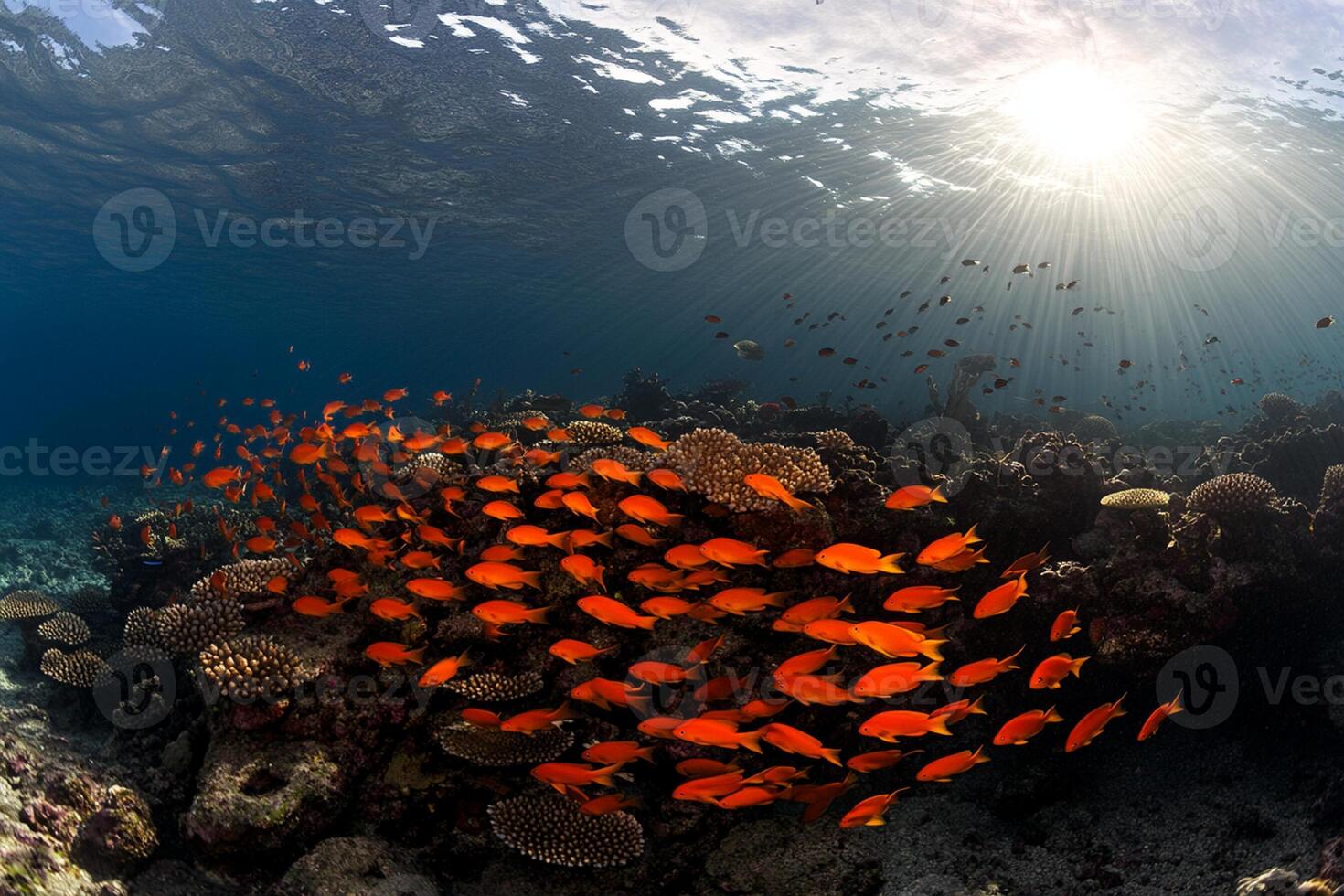 A large group of orange fish swimming in the ocean photo