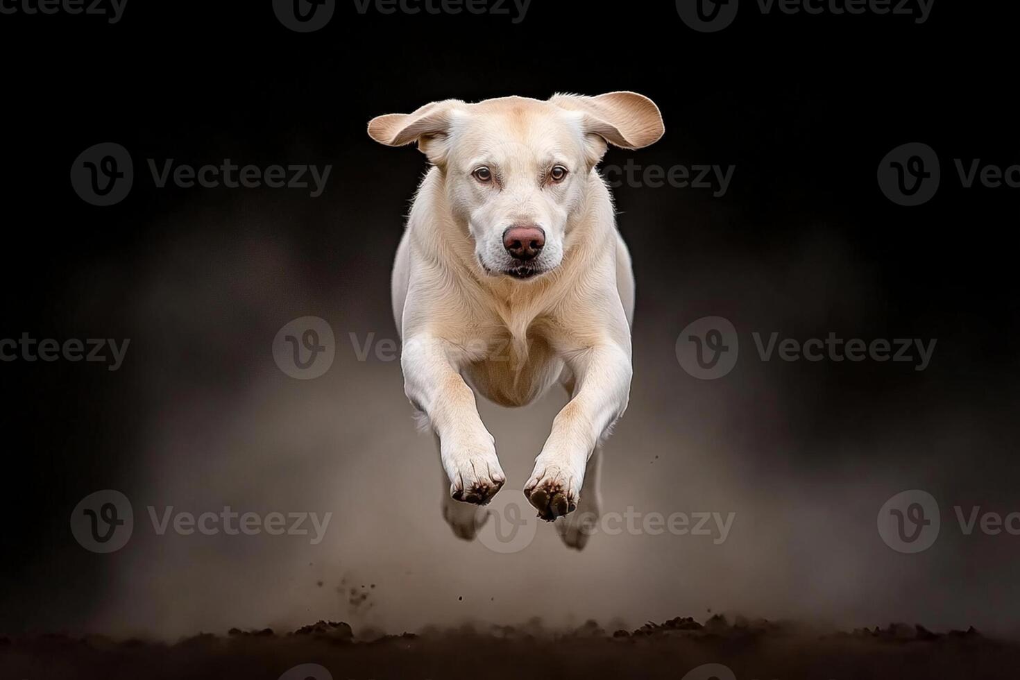 A dog is jumping in the air on a dark background photo