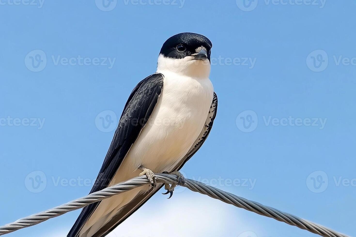 A black and white bird is sitting on a wire photo