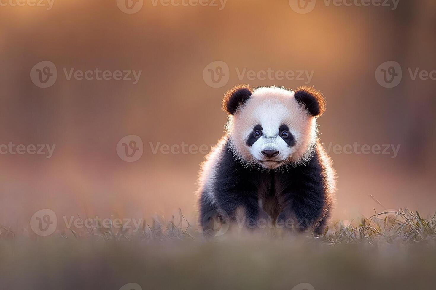 A baby panda bear is walking in the grass photo