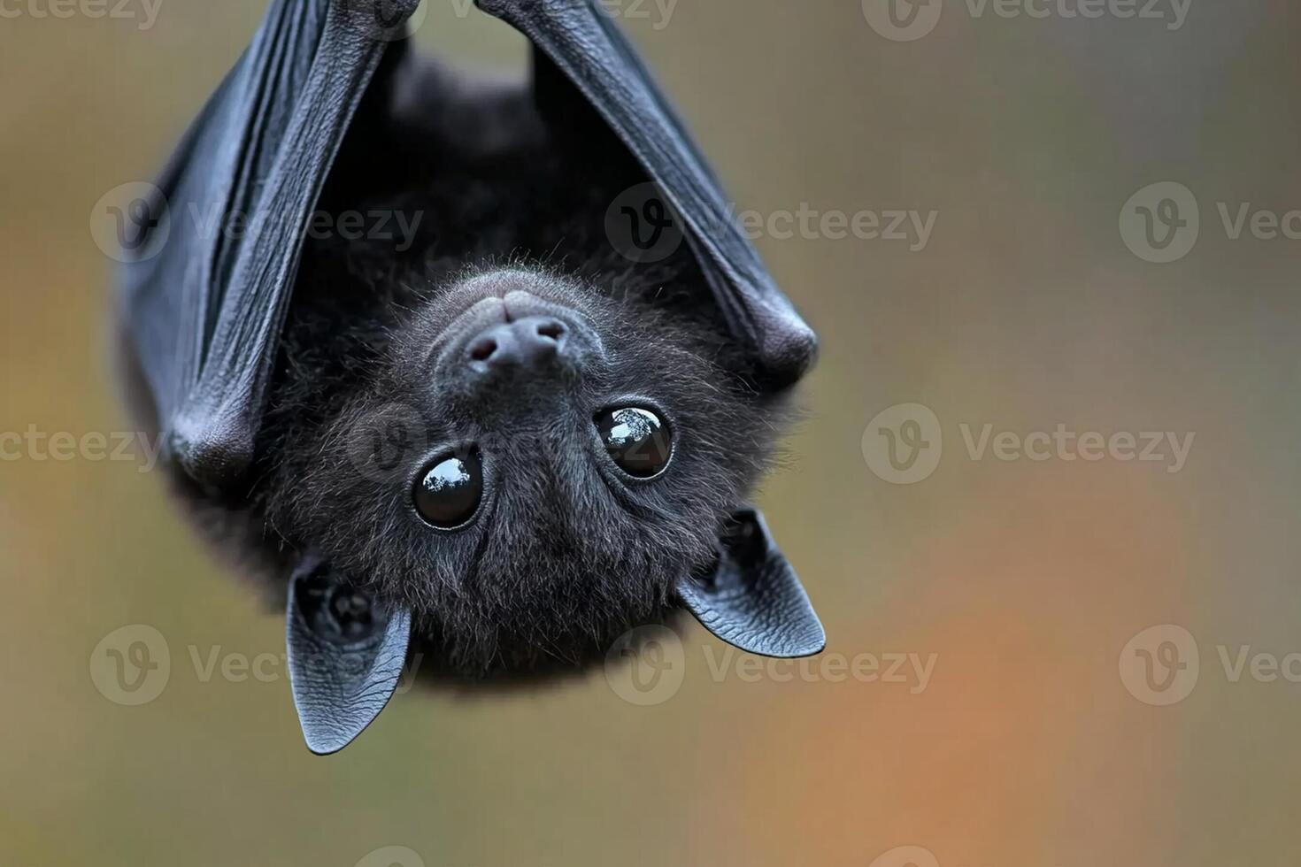 A bat hangs upside down from a branch photo