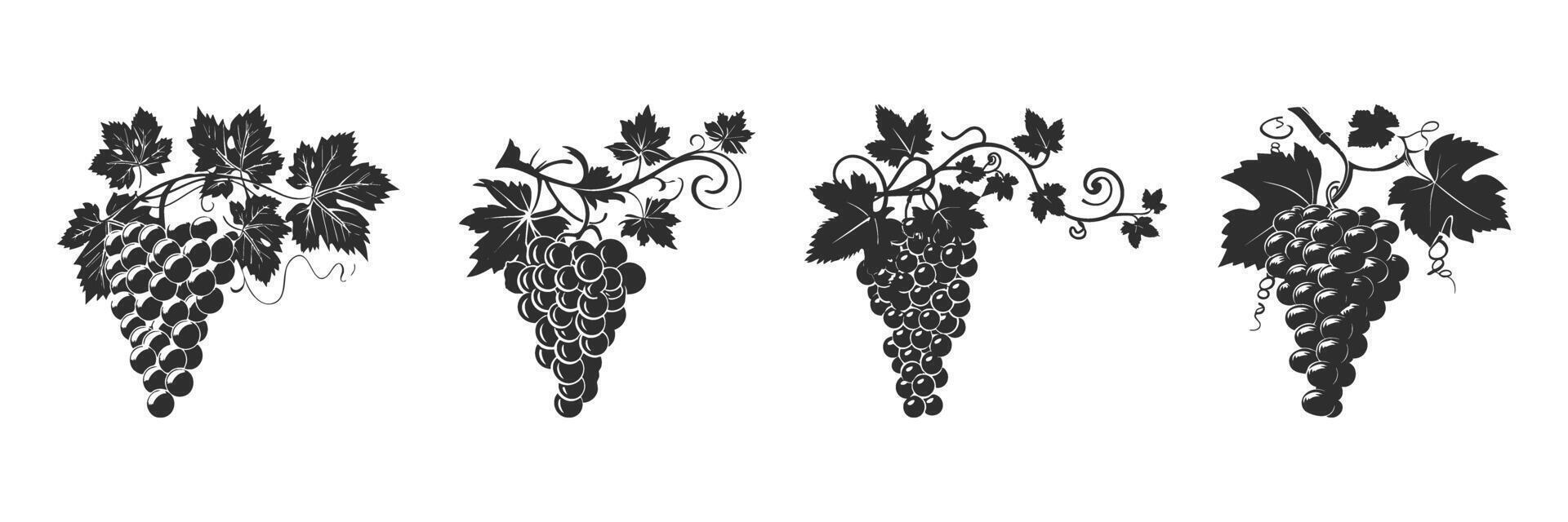 Grape Vine Silhouettes Set. Elegant Vineyard And Wine Theme Isolated Illustration Collection vector