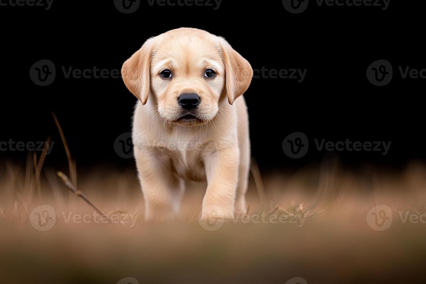 A puppy is standing in the grass on a dark background photo