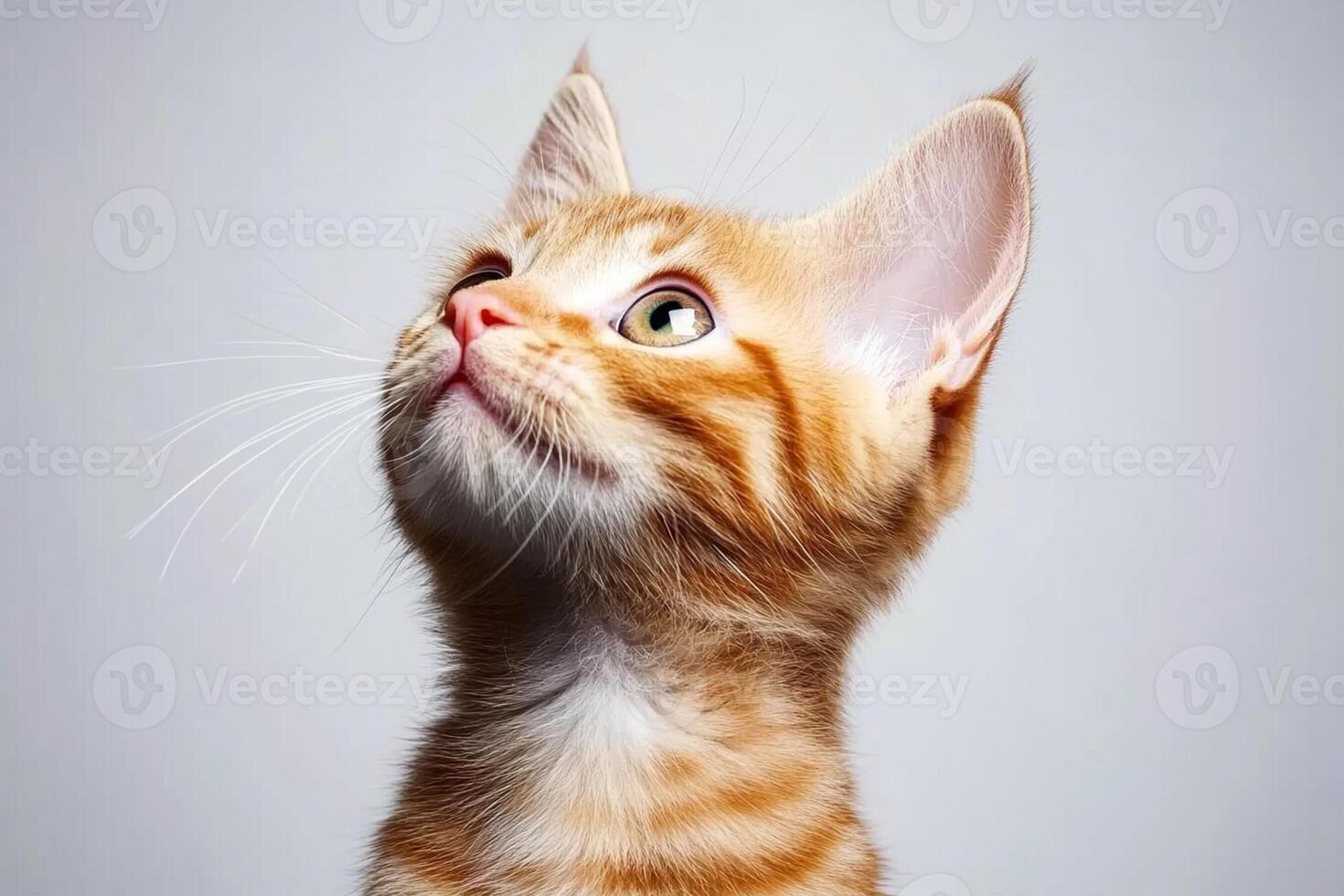 An orange tabby cat looking up at something photo