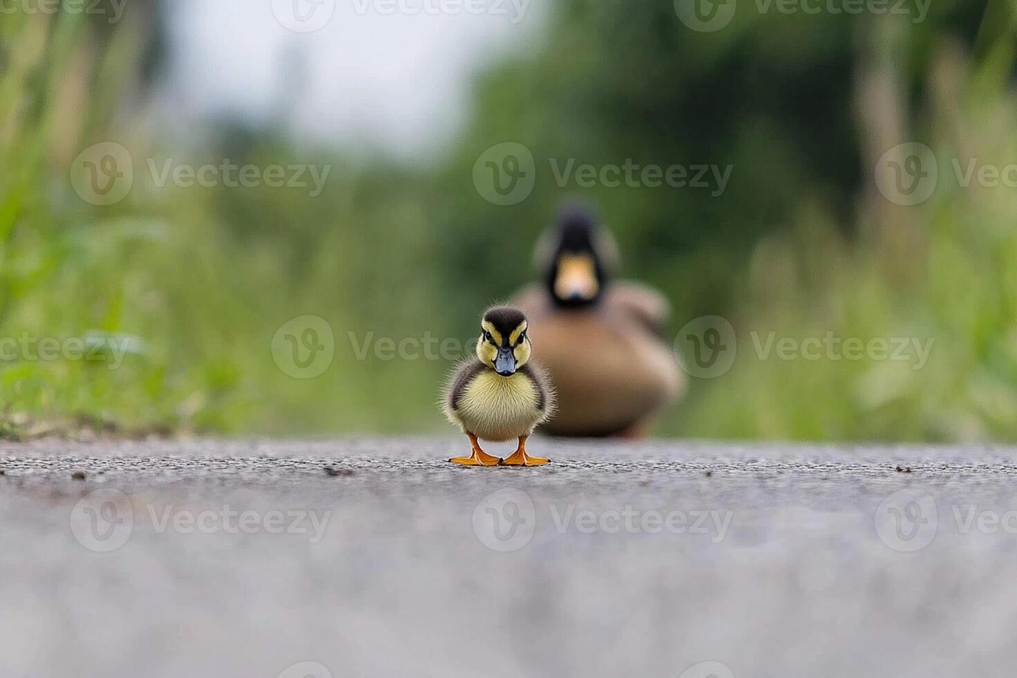 A duck and its duckling walk along a road photo