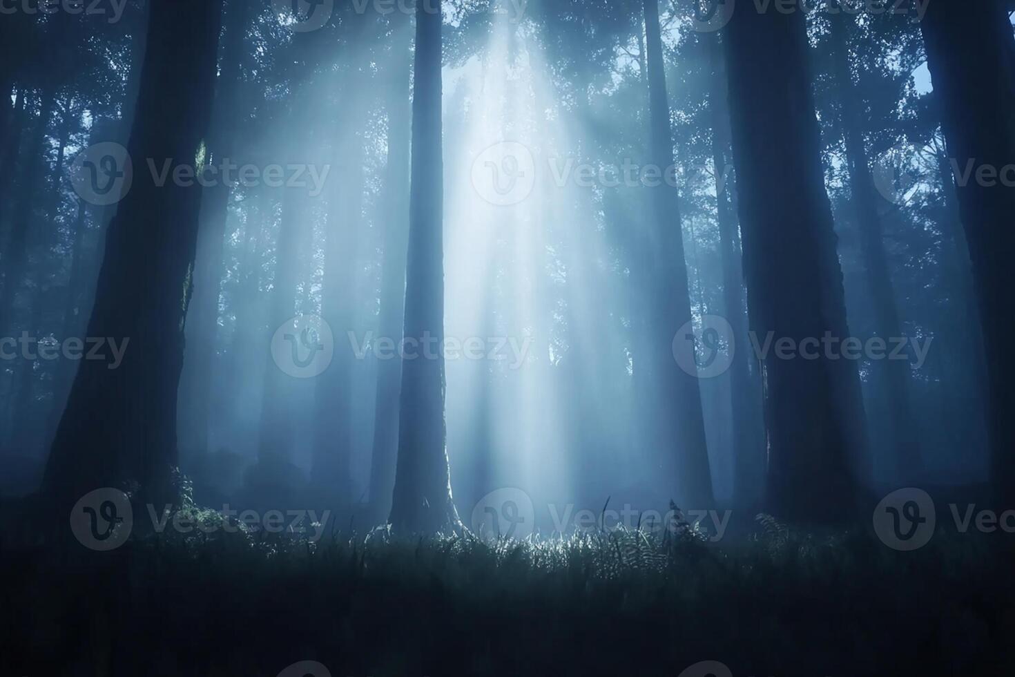 A dark forest with sunlight shining through the trees photo