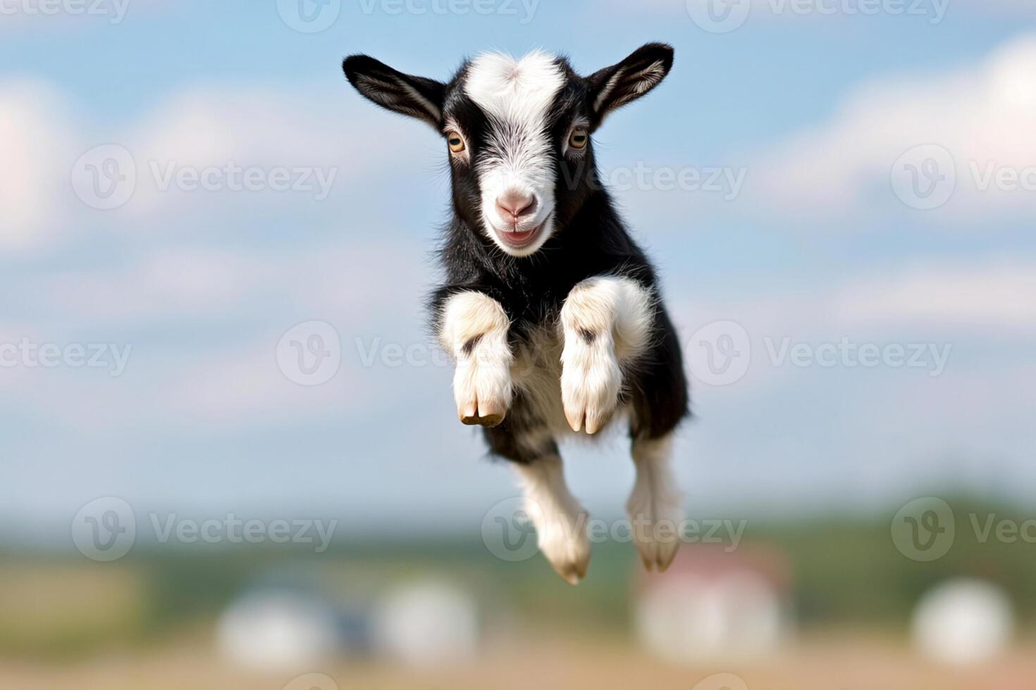A baby goat is jumping in the air photo