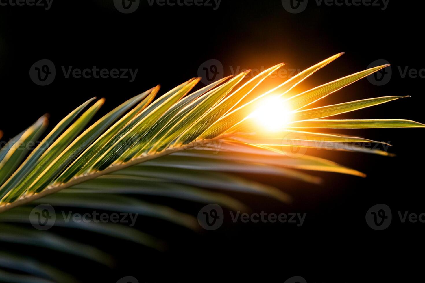 A palm tree with the sun shining through it photo