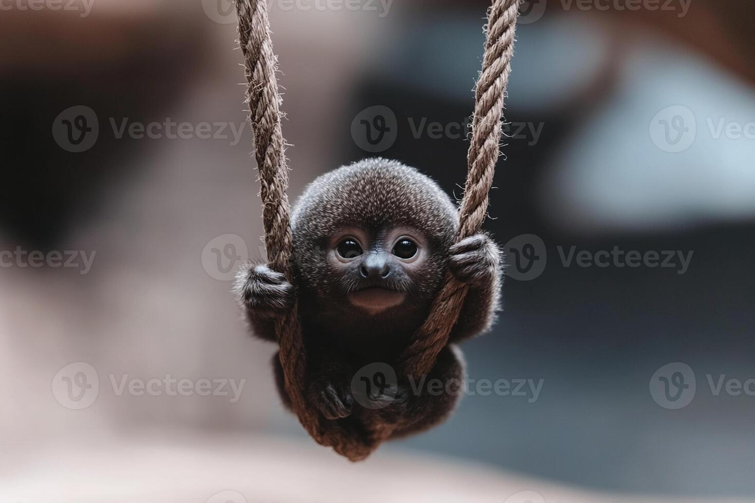 A baby monkey hanging from a rope photo