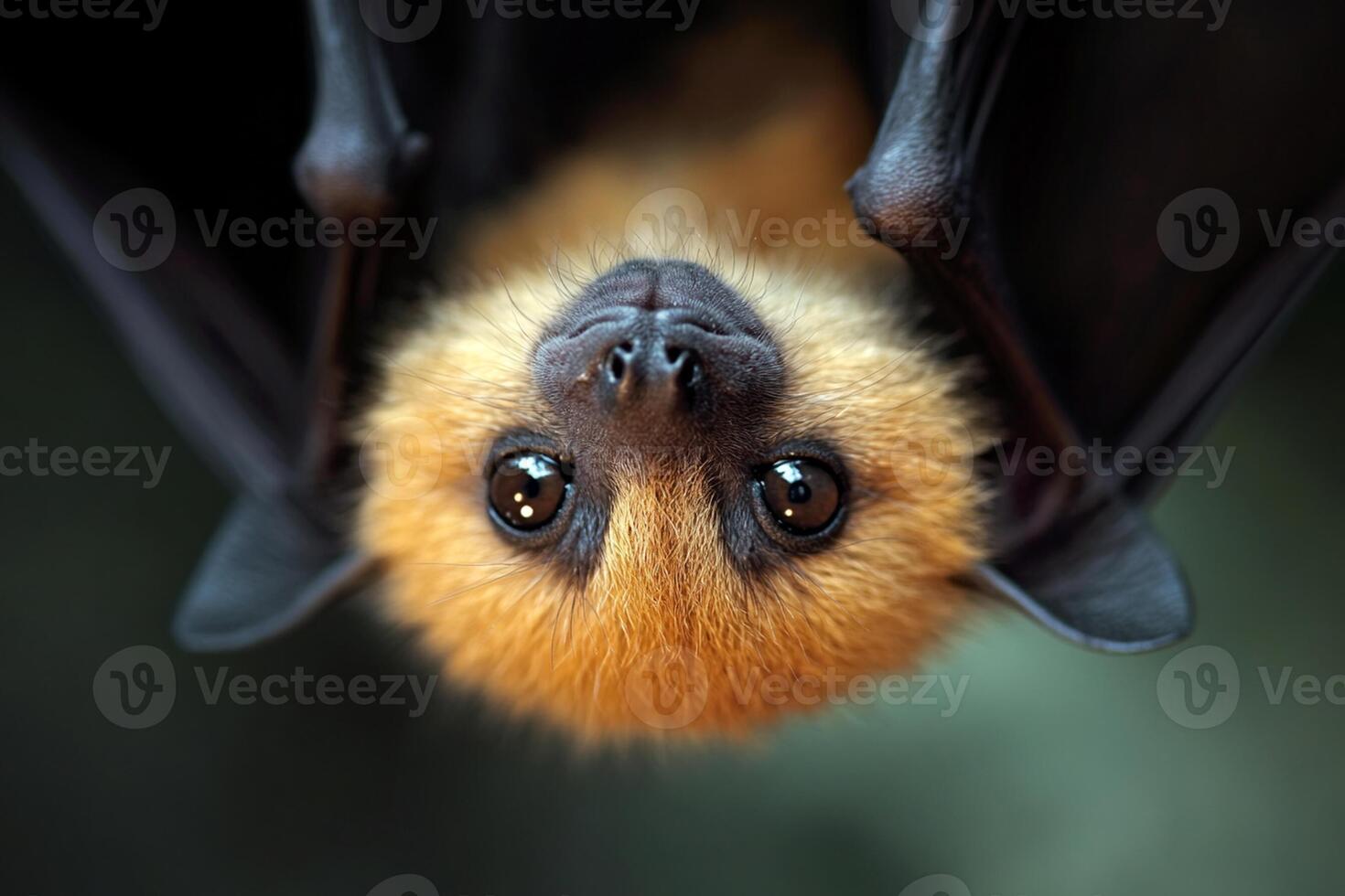 A close up of a bat hanging upside down photo