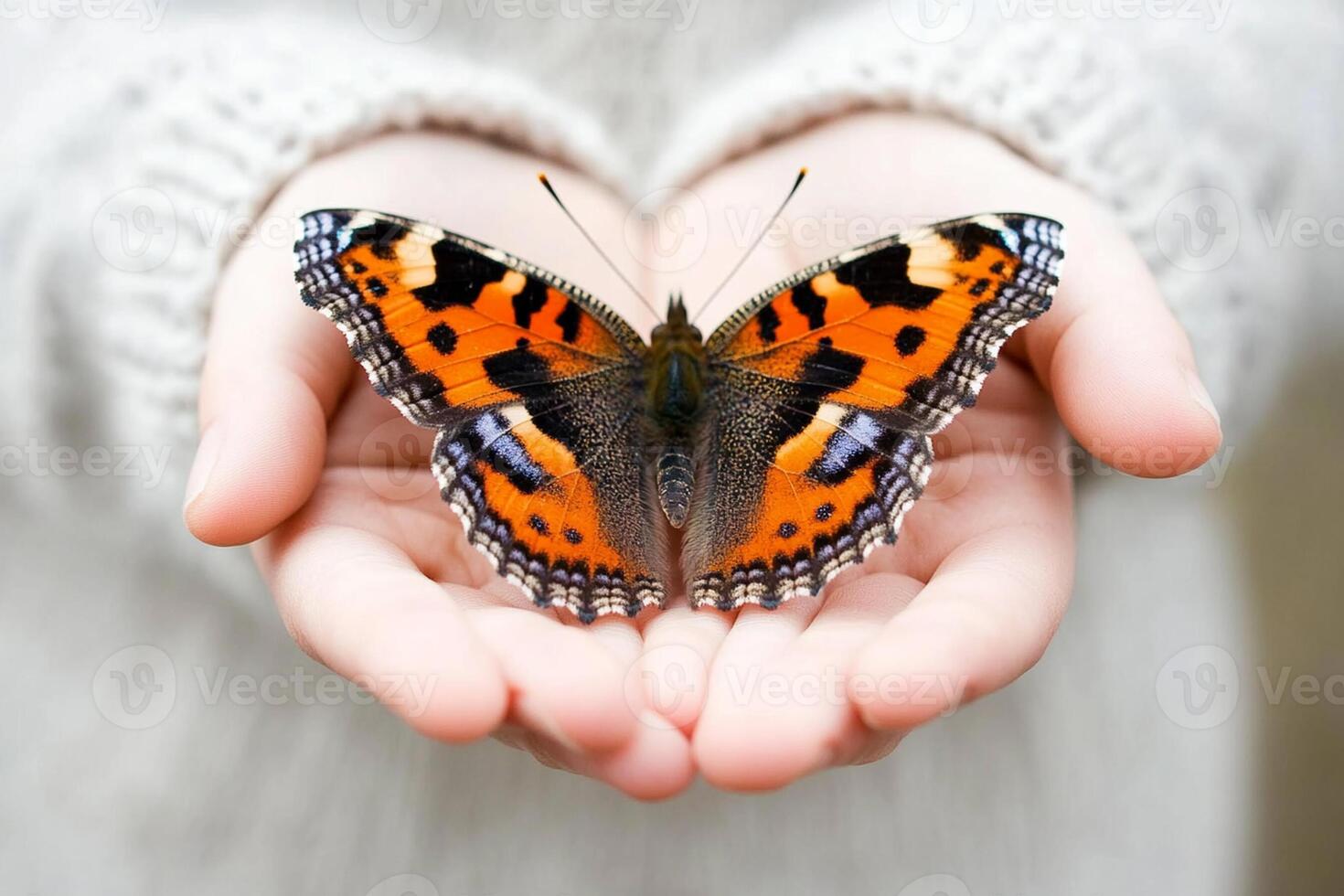 A person holding a butterfly in their hands photo