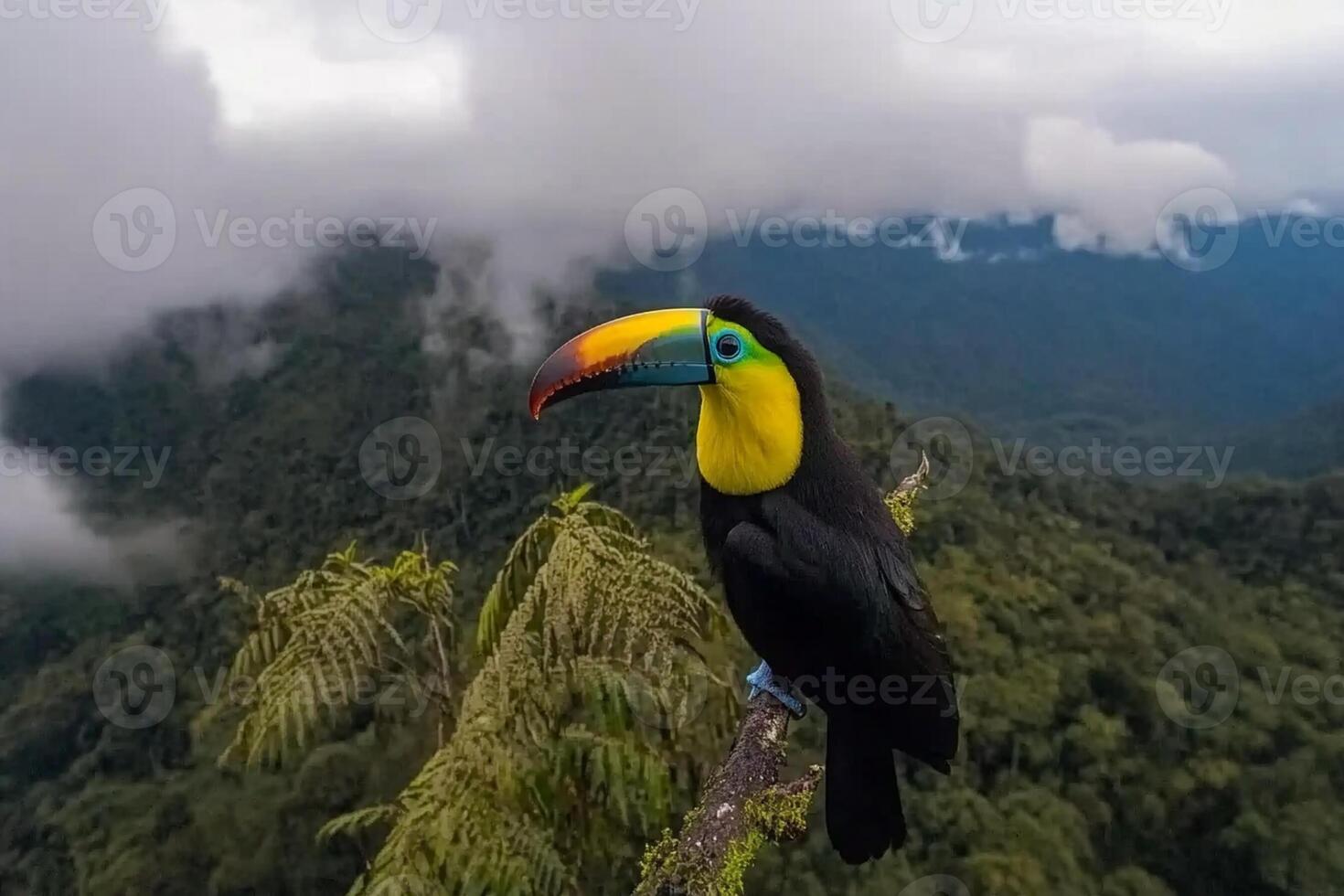 A toucan perched on a branch in the rainforest photo