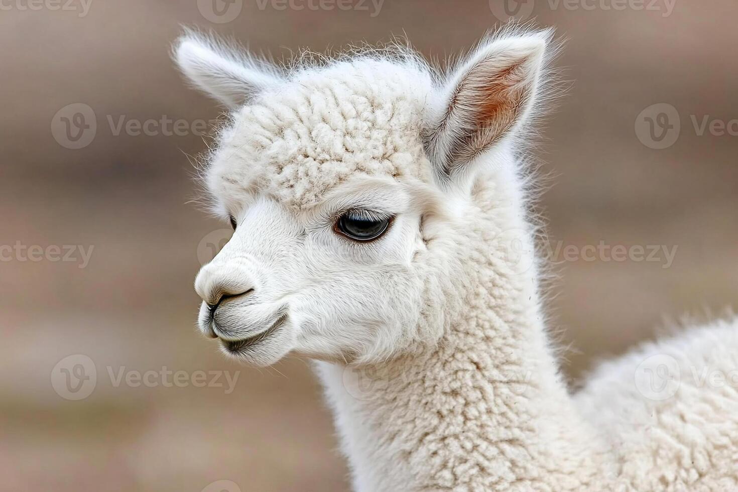 A close up of a white alpaco with a brown background photo