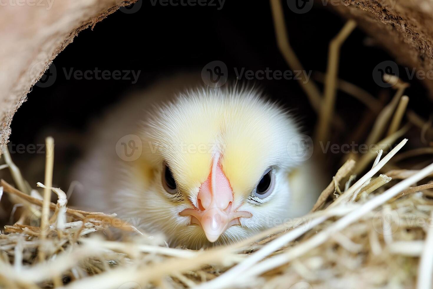 A baby chicken peeks out from a hole in the straw photo