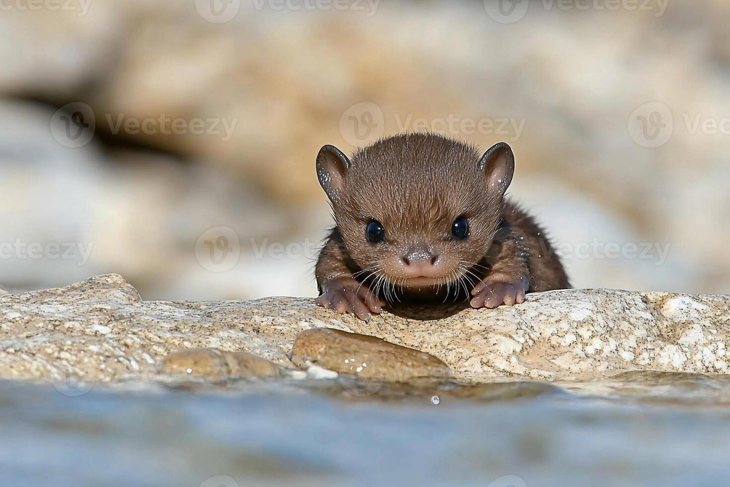 A baby weasel is standing on a rock photo