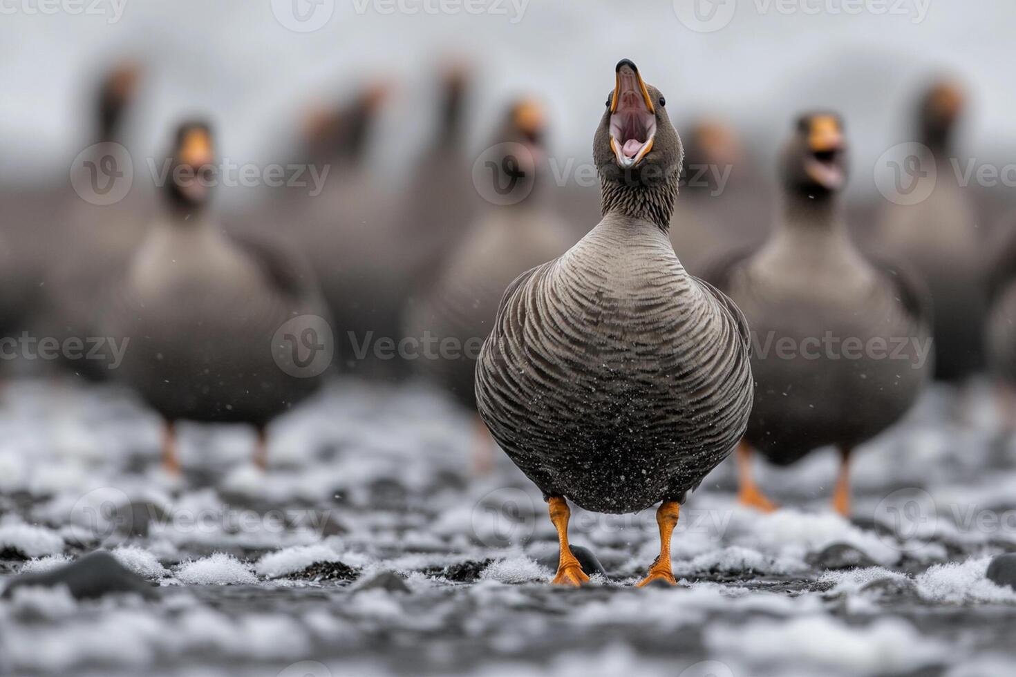 A group of geese standing in the snow photo