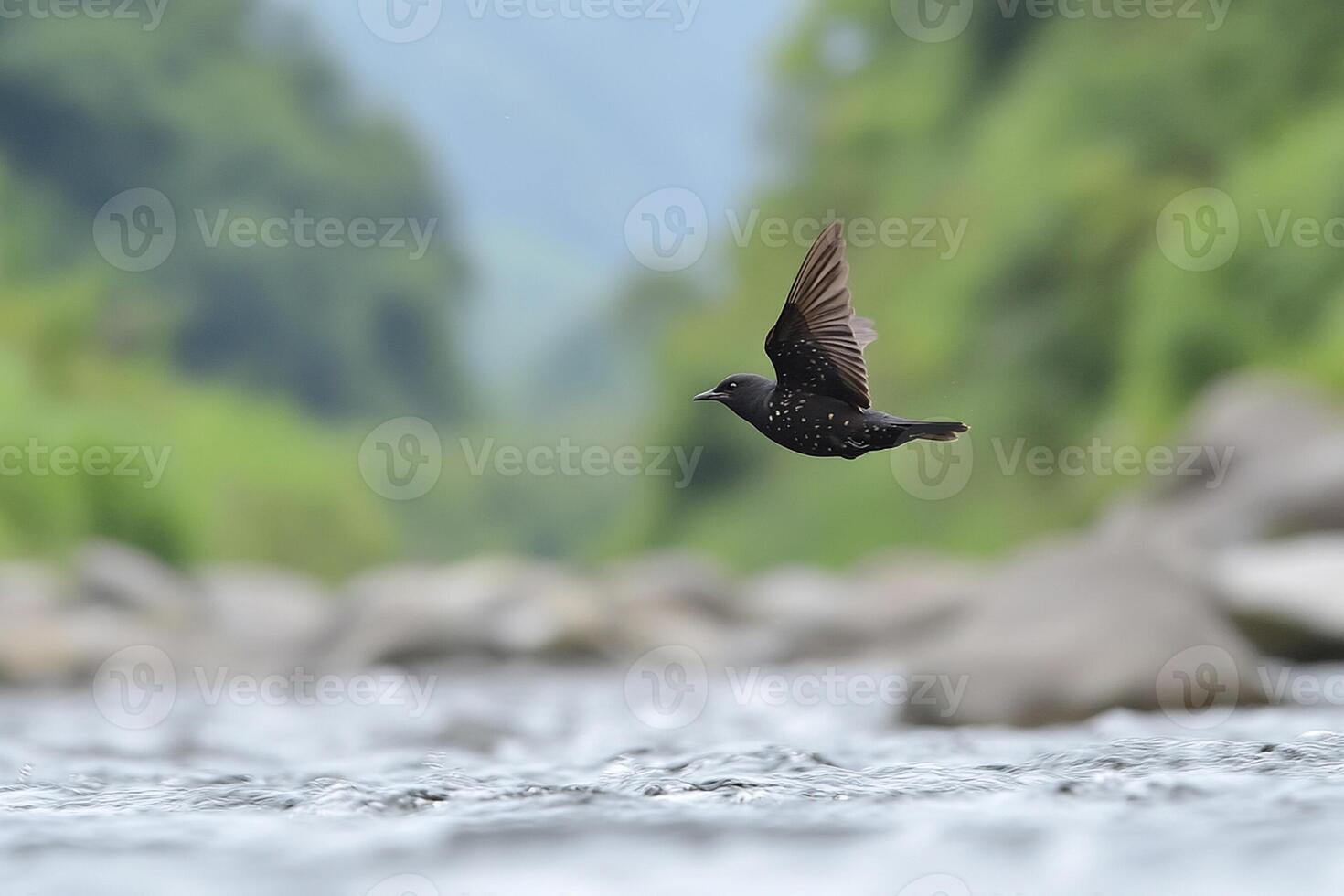 A black bird flying over a river with rocks and trees photo