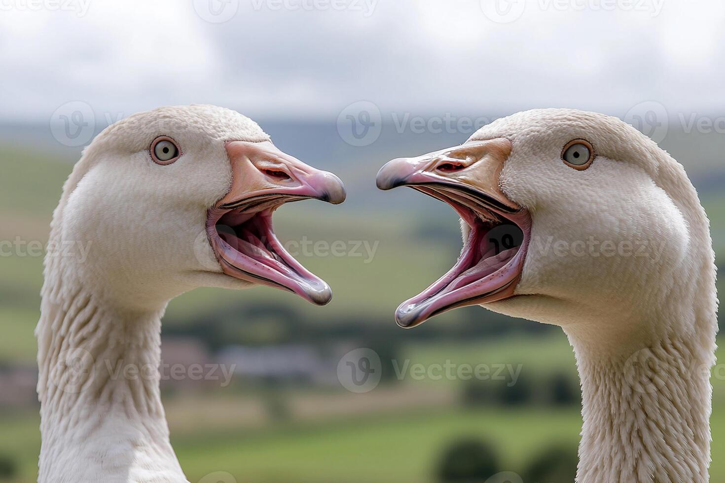 Two white geese with their mouths open photo