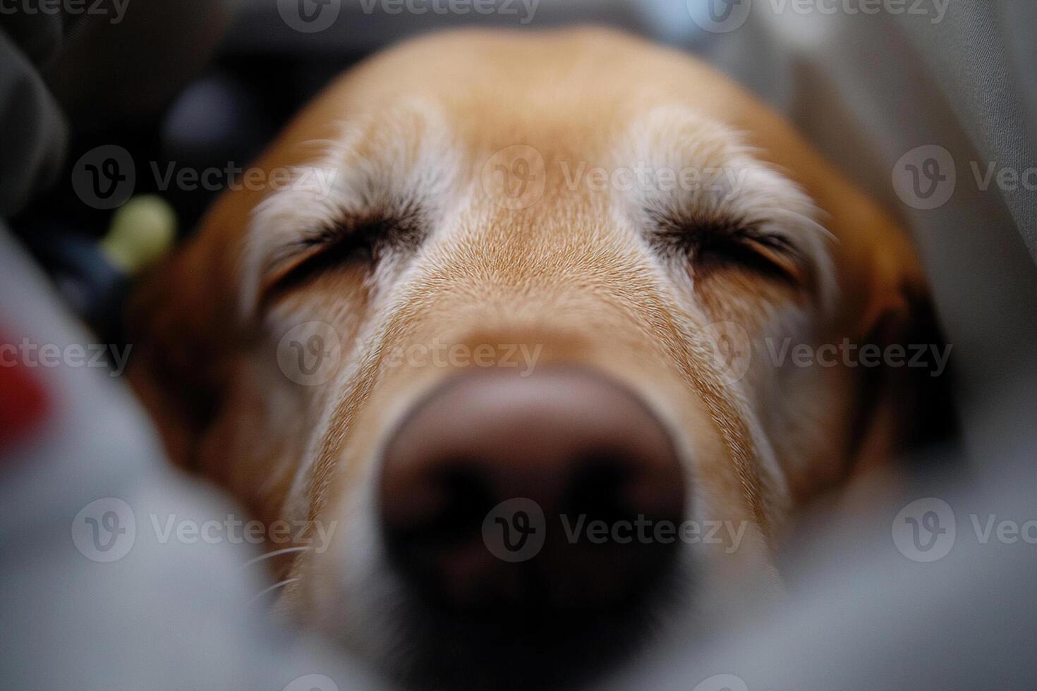 A dog sleeping in a car photo