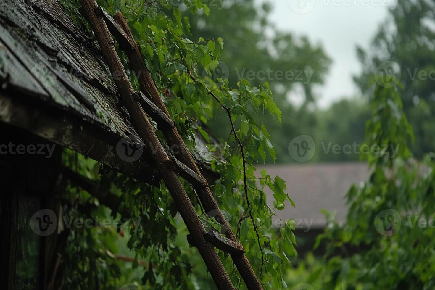 A ladder is leaning against a tree in the rain photo