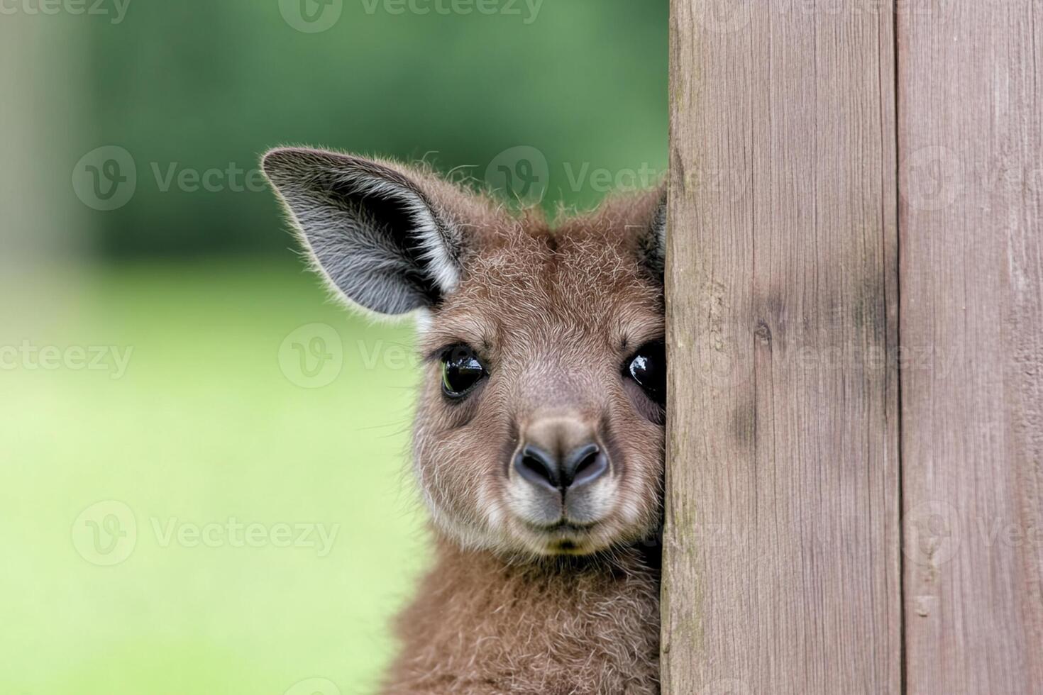 A kangaroo peeking out from behind a wooden fence photo