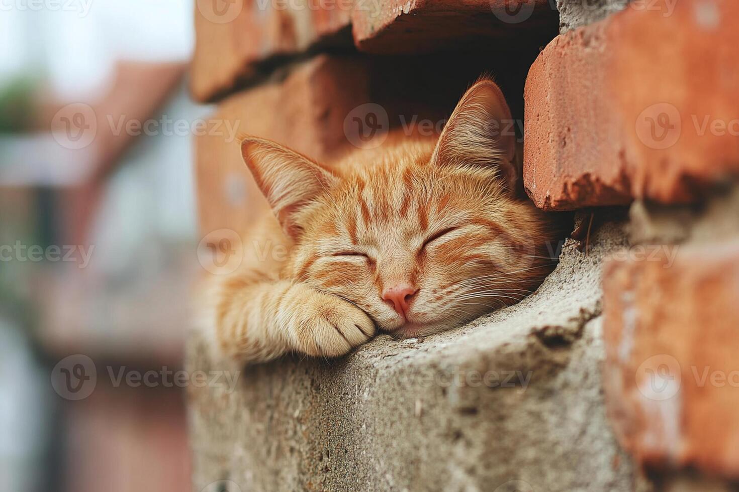 An orange cat sleeping on a brick wall photo