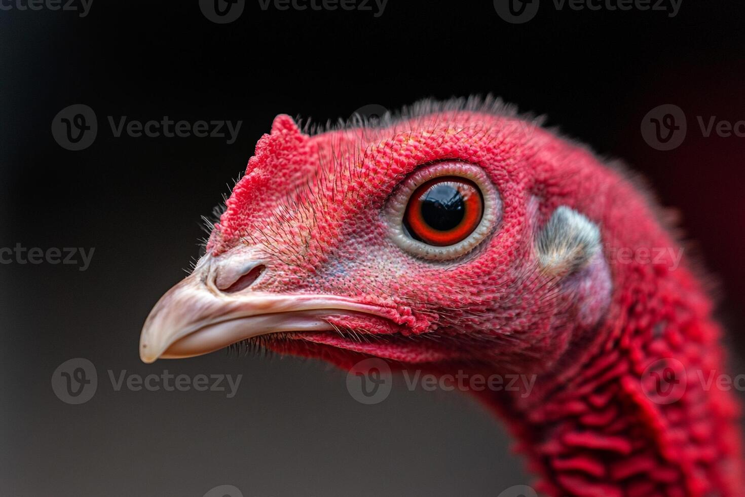 A close up of a turkey's head with a red eye photo