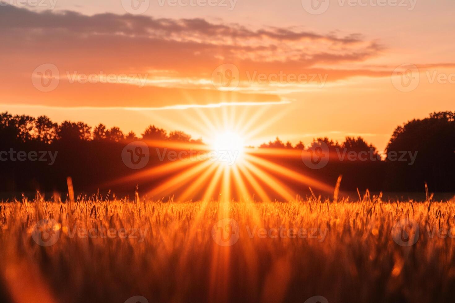 The sun is setting over a field of wheat photo
